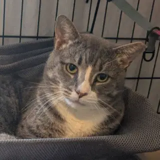 Big Boy (17lb chonk)