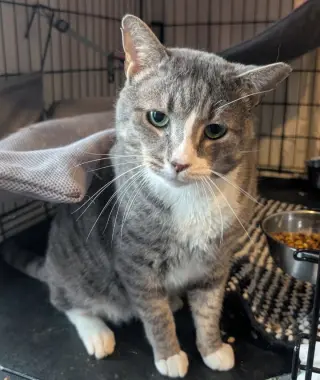Big Boy (17lb chonk)