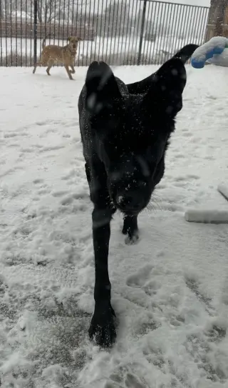 Onyx