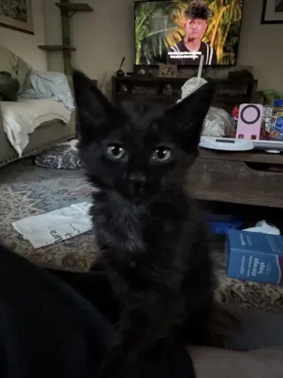 Millicent Dub