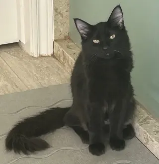 Millicent Dub