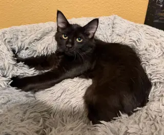 Millicent Dub