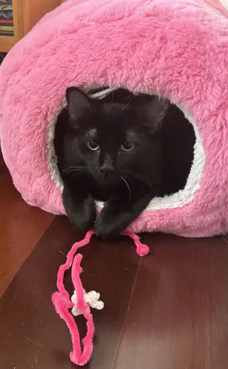 Millicent Dub