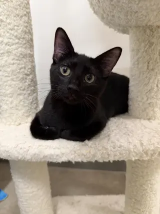 Milton Dub