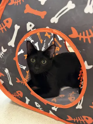 Milton Dub