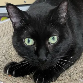 Princess - AC Kitty!