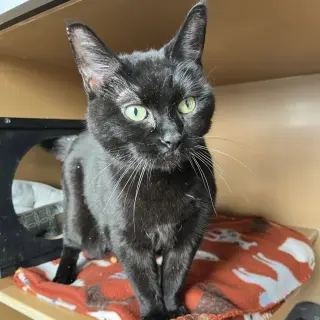 Princess - AC Kitty!