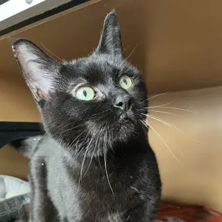 Princess - AC Kitty!