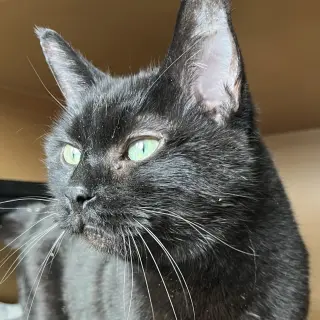 Princess - AC Kitty!