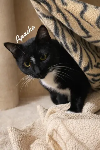 Apache