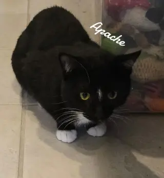 Apache