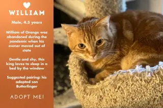 William of Orange