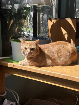 William of Orange