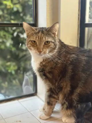 Princess Zelda