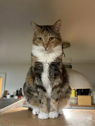 Princess Zelda