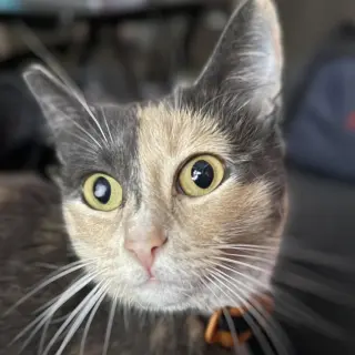 Miso