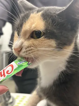 Miso