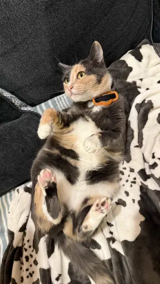 Miso