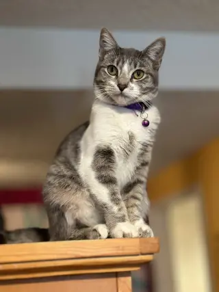Lily Jenkins