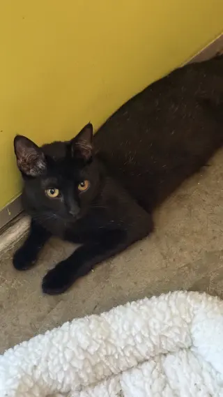 Dot