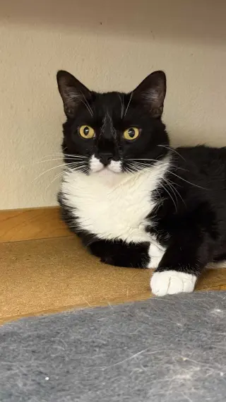 Atticus