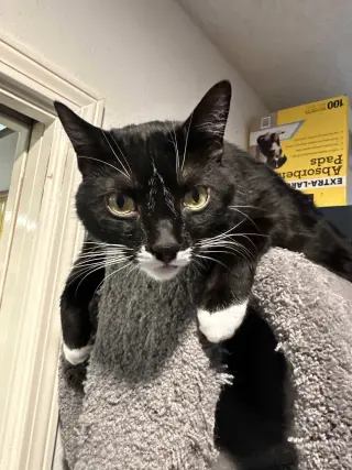 Atticus