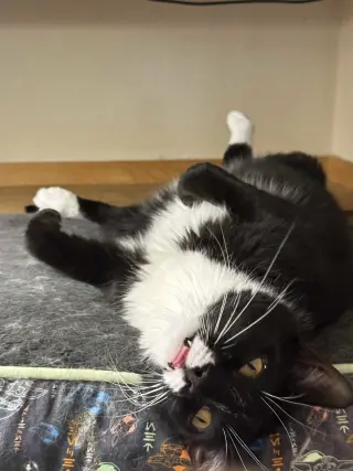 Atticus