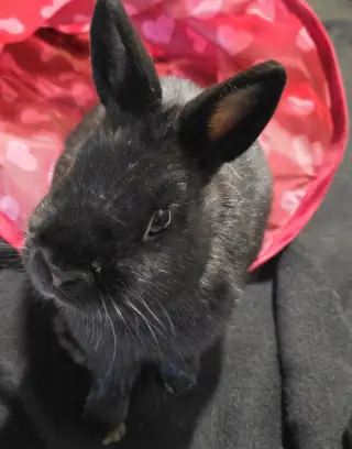 Pixel
