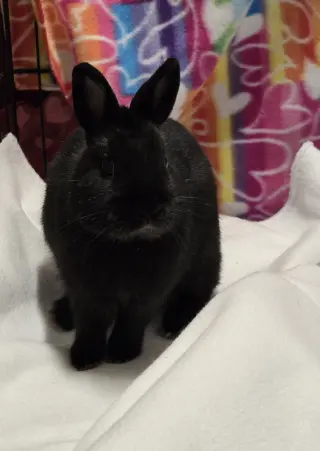 Pixel