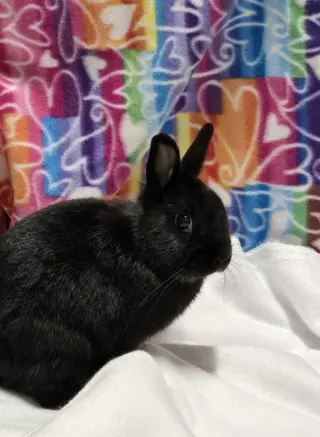 Pixel