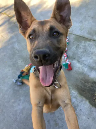 Valentino