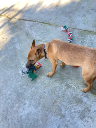 Valentino
