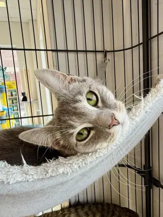 Rosie