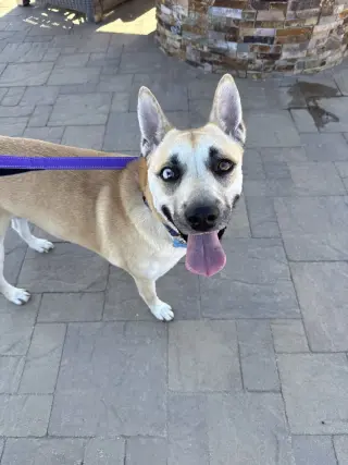 HARPER