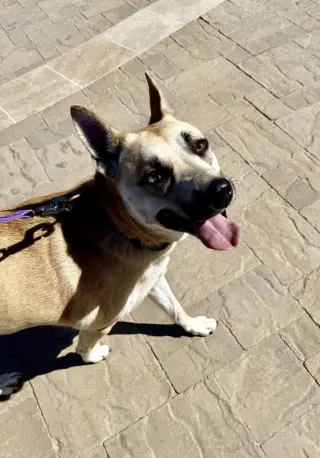 HARPER