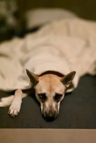 HARPER