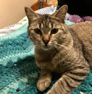 Silver #cuddle-queen