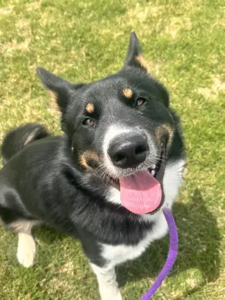 Oreo