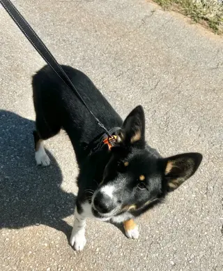 Oreo