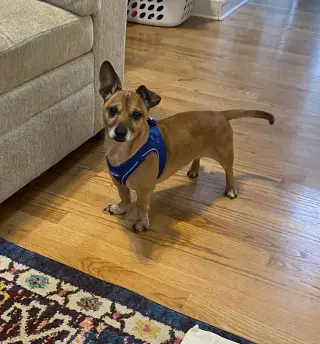 Prince (Chi)