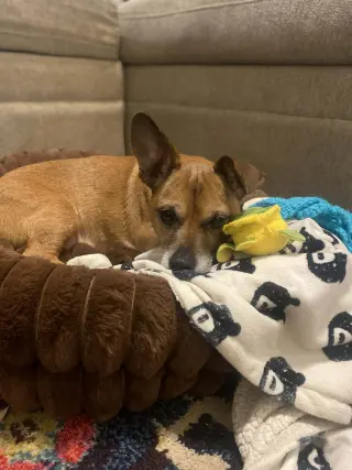 Prince (Chi)