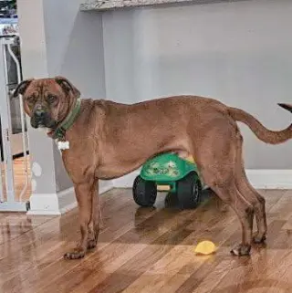Bubba