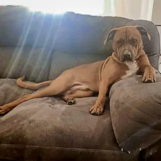 Bubba