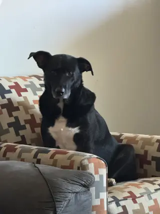COURTESY POST: Dobby