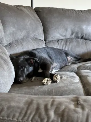 COURTESY POST: Dobby
