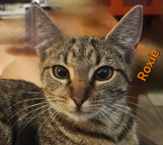 Roxie