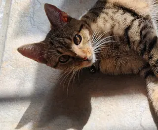 Roxie