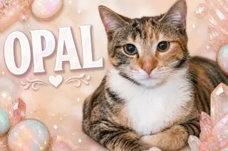 Opal (FCID# 02/19/2026 - 68)