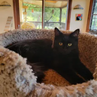 Kahlua