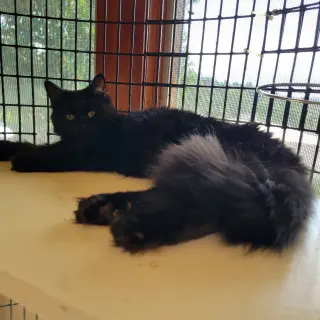 Kahlua